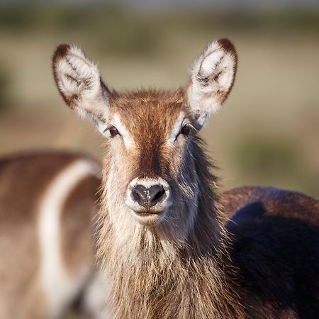 Bukela Game Lodge - Amakhala Doğa Koruma Alanı Dış mekan fotoğraf