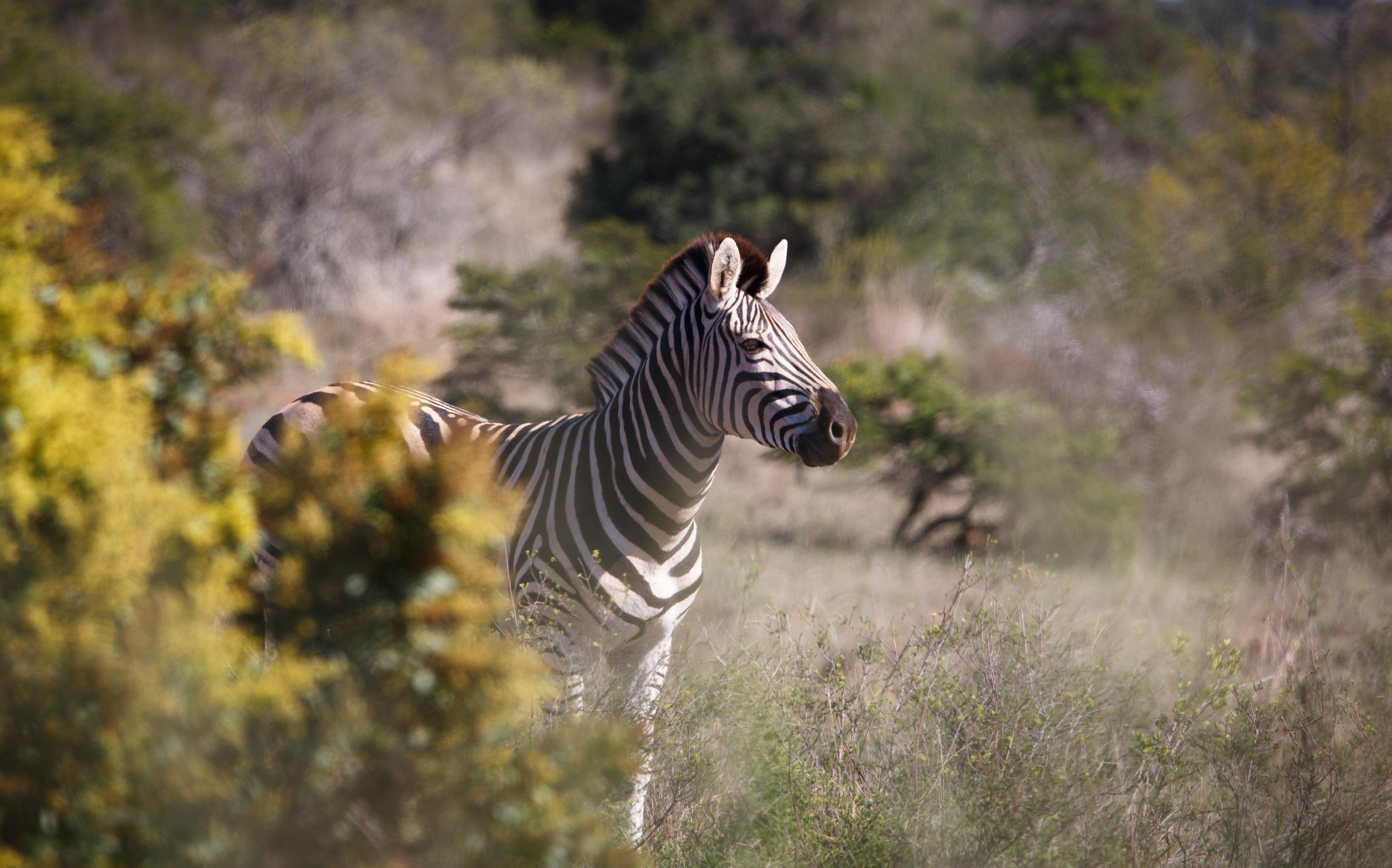 Bukela Game Lodge - Amakhala Doğa Koruma Alanı Dış mekan fotoğraf
