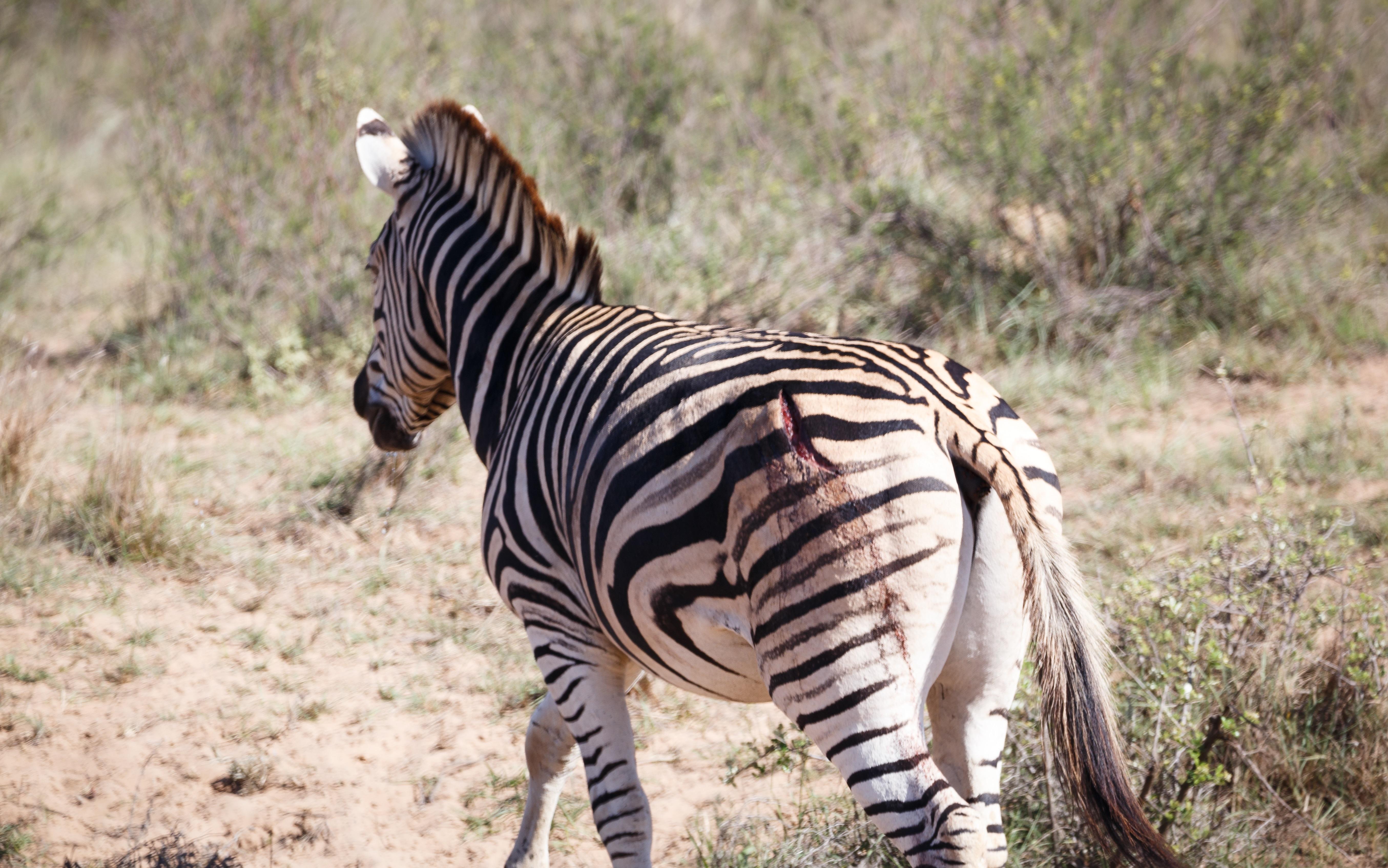 Bukela Game Lodge - Amakhala Doğa Koruma Alanı Dış mekan fotoğraf