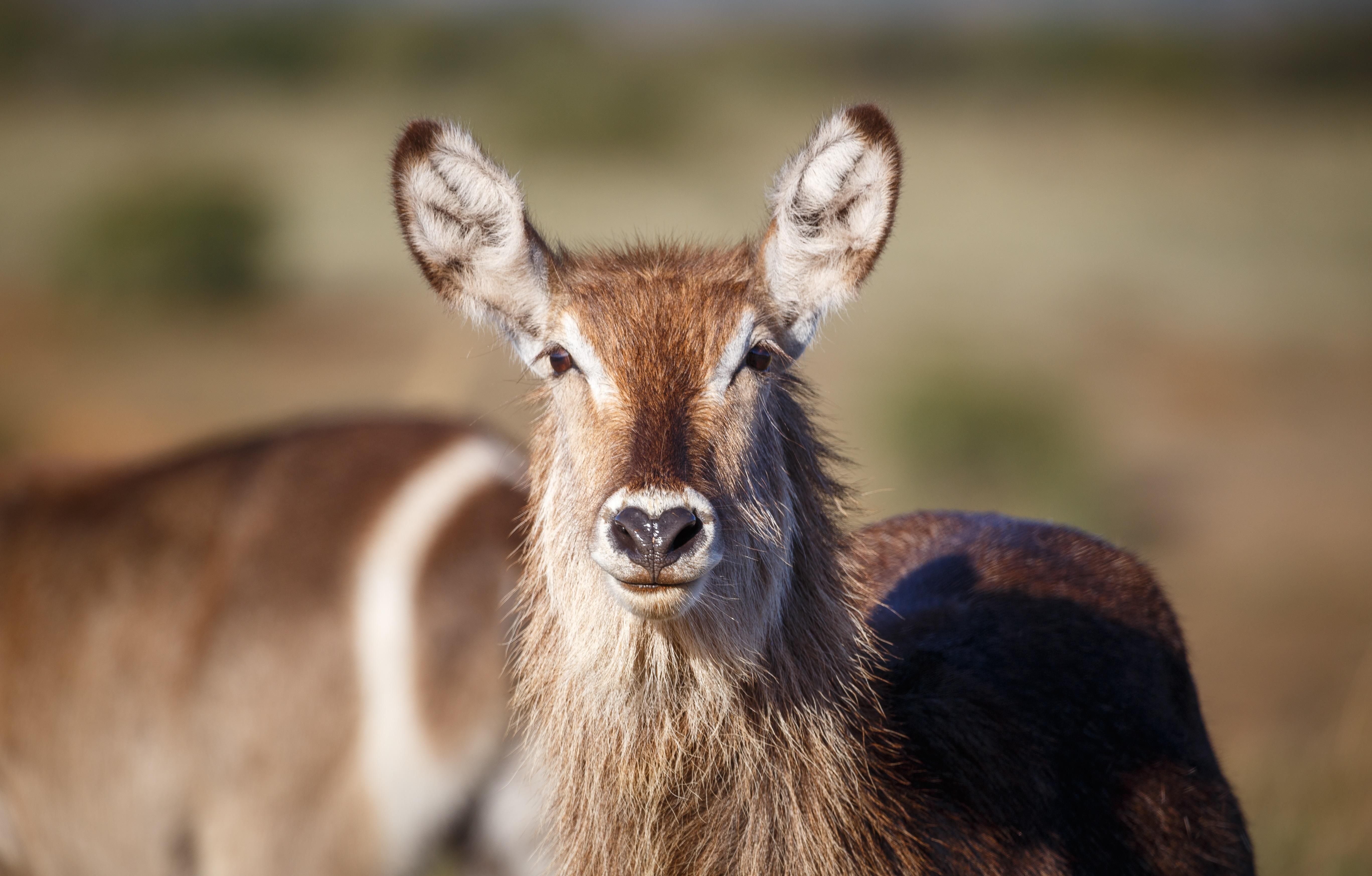 Bukela Game Lodge - Amakhala Doğa Koruma Alanı Dış mekan fotoğraf