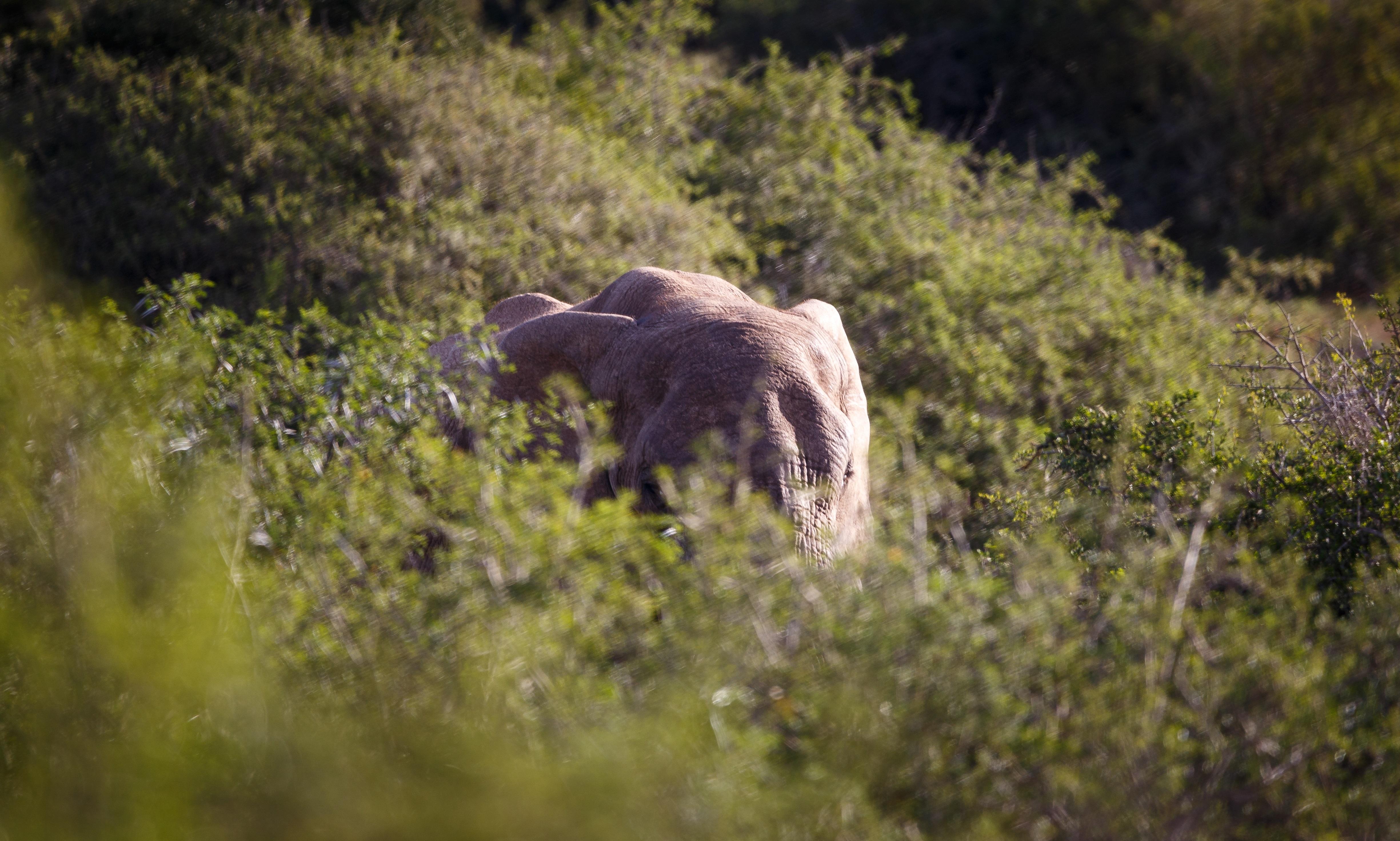 Bukela Game Lodge - Amakhala Doğa Koruma Alanı Dış mekan fotoğraf