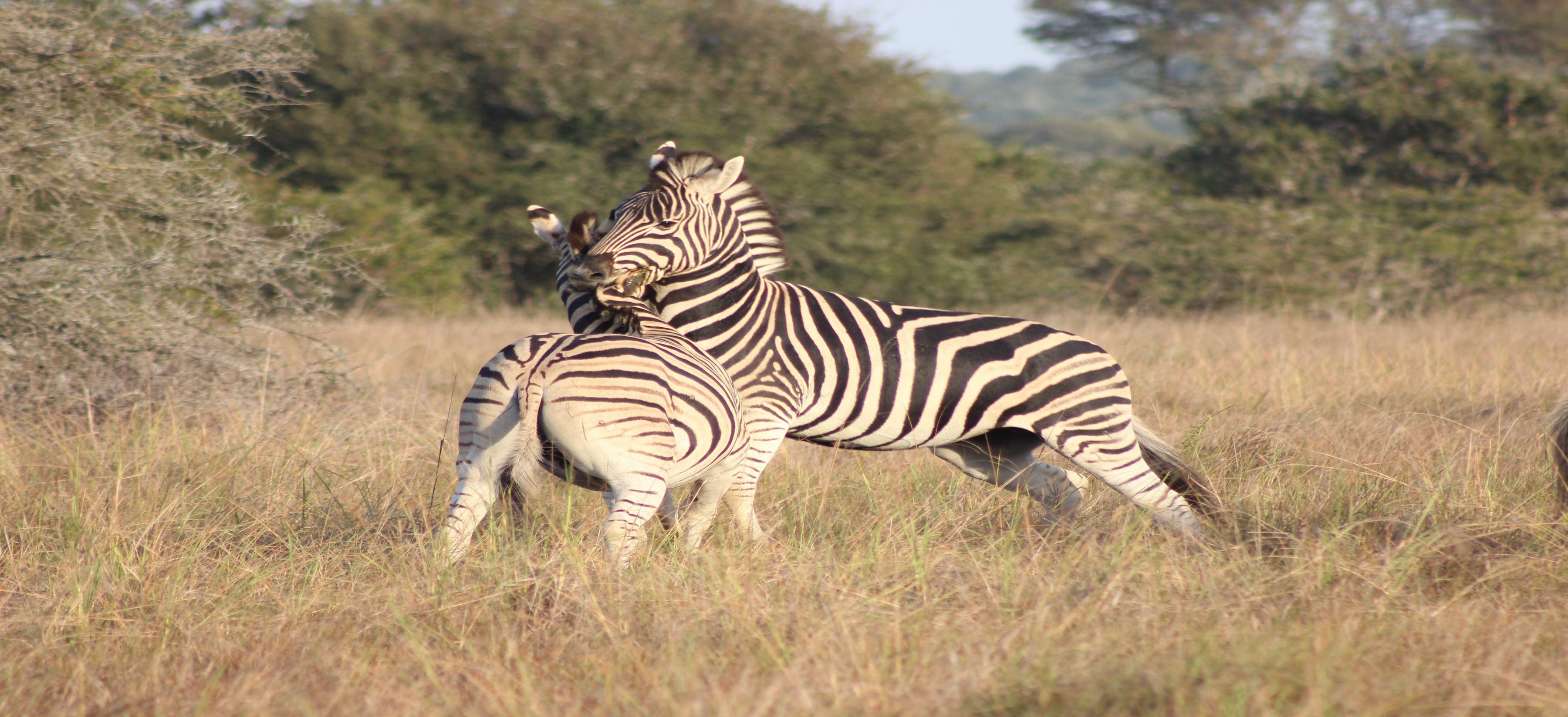 Bukela Game Lodge - Amakhala Doğa Koruma Alanı Dış mekan fotoğraf