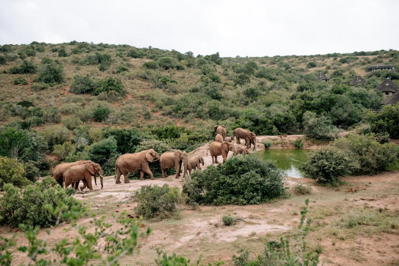 Bukela Game Lodge - Amakhala Doğa Koruma Alanı Dış mekan fotoğraf