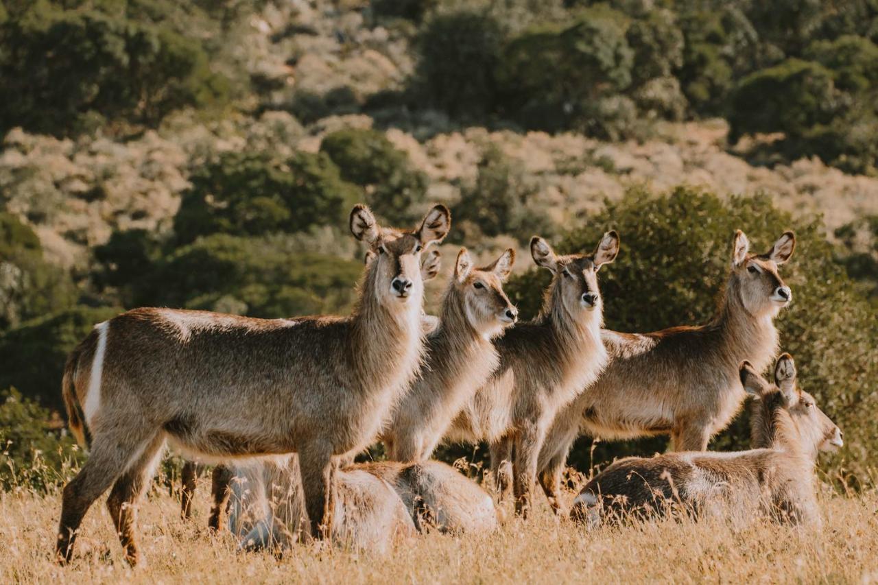 Bukela Game Lodge - Amakhala Doğa Koruma Alanı Dış mekan fotoğraf