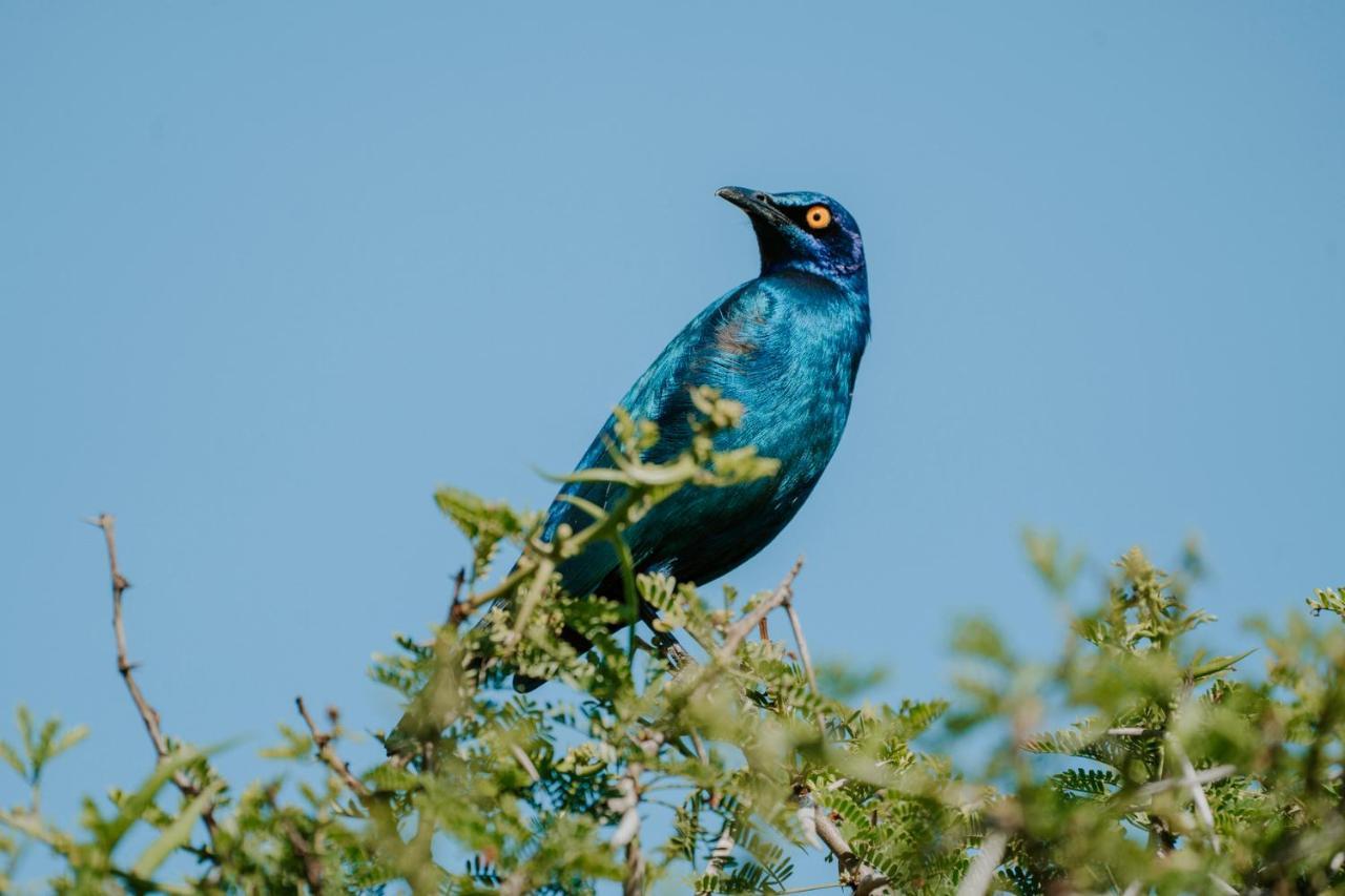 Bukela Game Lodge - Amakhala Doğa Koruma Alanı Dış mekan fotoğraf
