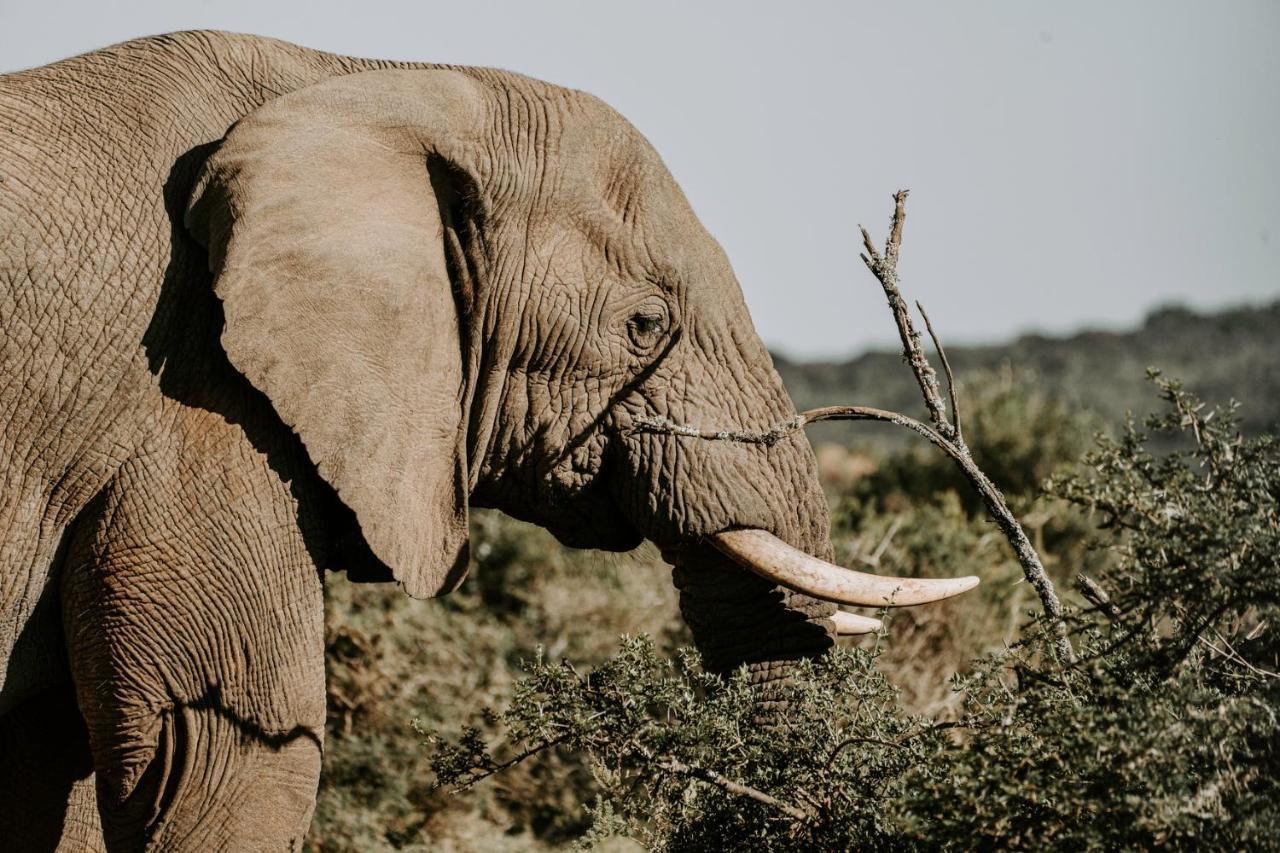 Bukela Game Lodge - Amakhala Doğa Koruma Alanı Dış mekan fotoğraf