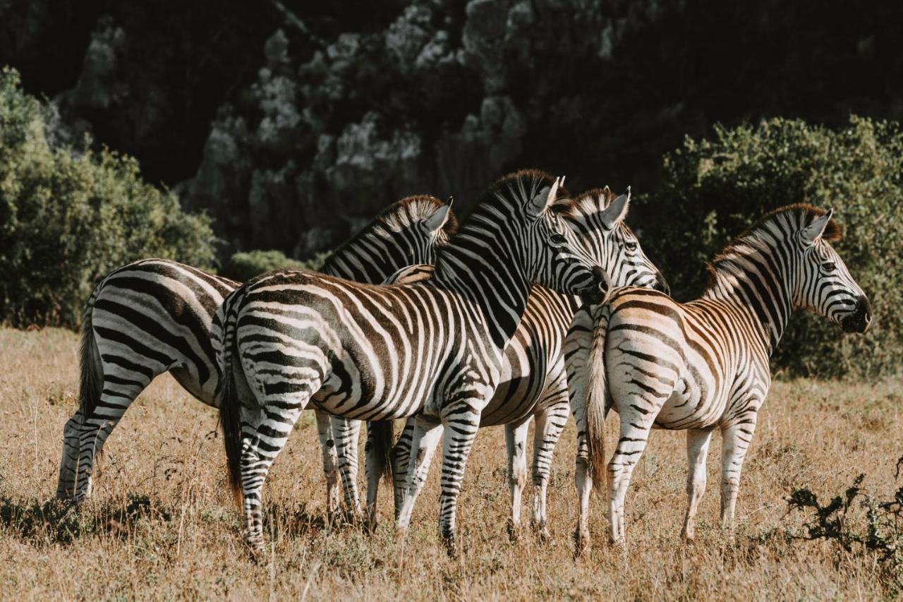 Bukela Game Lodge - Amakhala Doğa Koruma Alanı Dış mekan fotoğraf