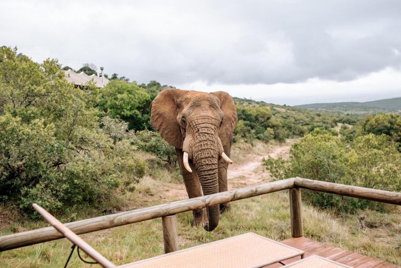 Bukela Game Lodge - Amakhala Doğa Koruma Alanı Dış mekan fotoğraf
