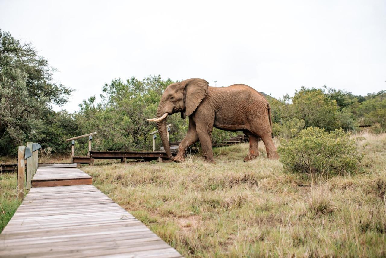 Bukela Game Lodge - Amakhala Doğa Koruma Alanı Dış mekan fotoğraf
