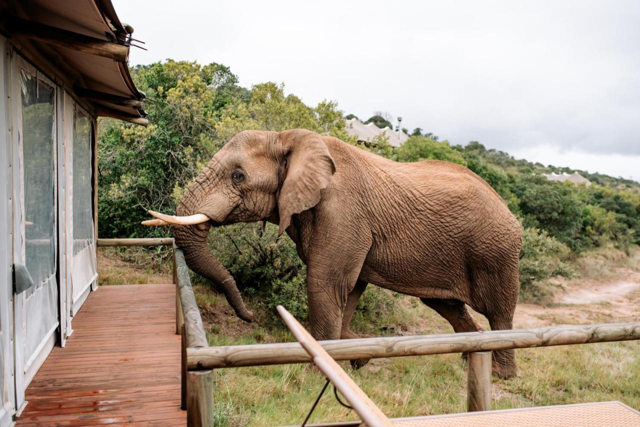 Bukela Game Lodge - Amakhala Doğa Koruma Alanı Dış mekan fotoğraf