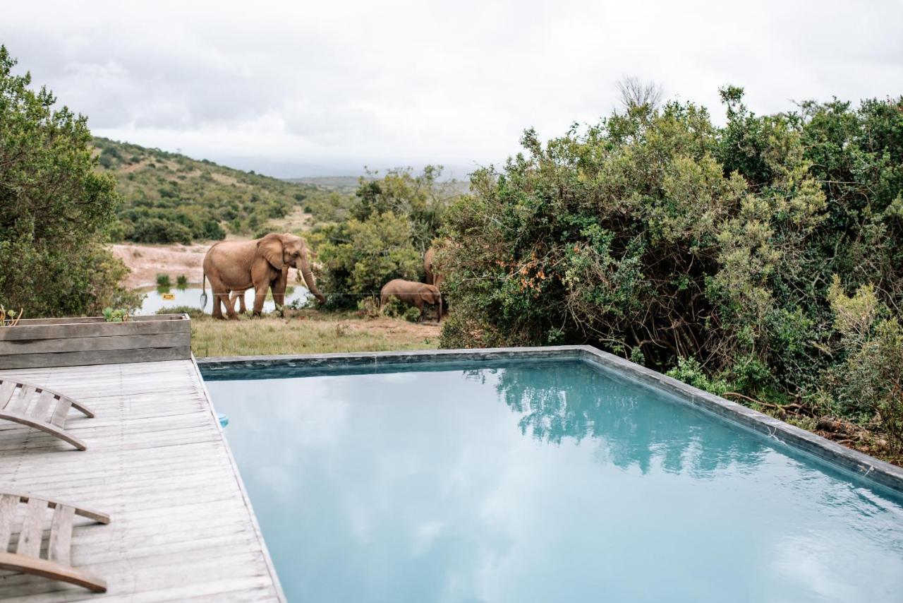 Bukela Game Lodge - Amakhala Doğa Koruma Alanı Dış mekan fotoğraf