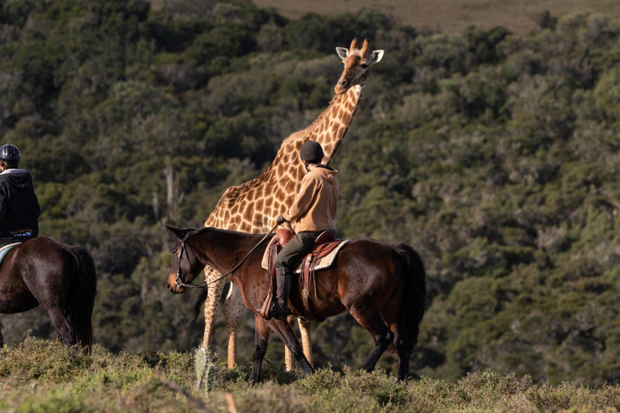 Bukela Game Lodge - Amakhala Doğa Koruma Alanı Dış mekan fotoğraf