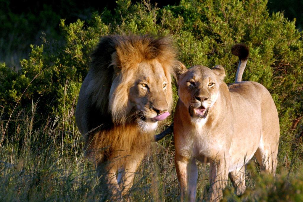 Bukela Game Lodge - Amakhala Doğa Koruma Alanı Dış mekan fotoğraf