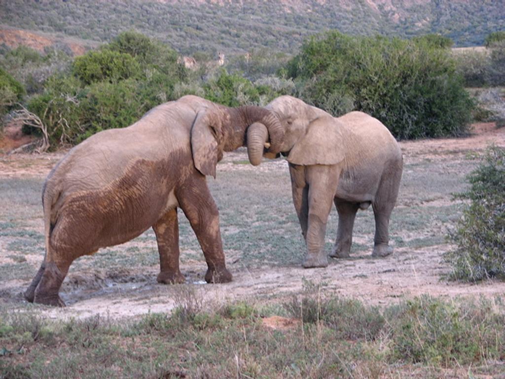Bukela Game Lodge - Amakhala Doğa Koruma Alanı Dış mekan fotoğraf