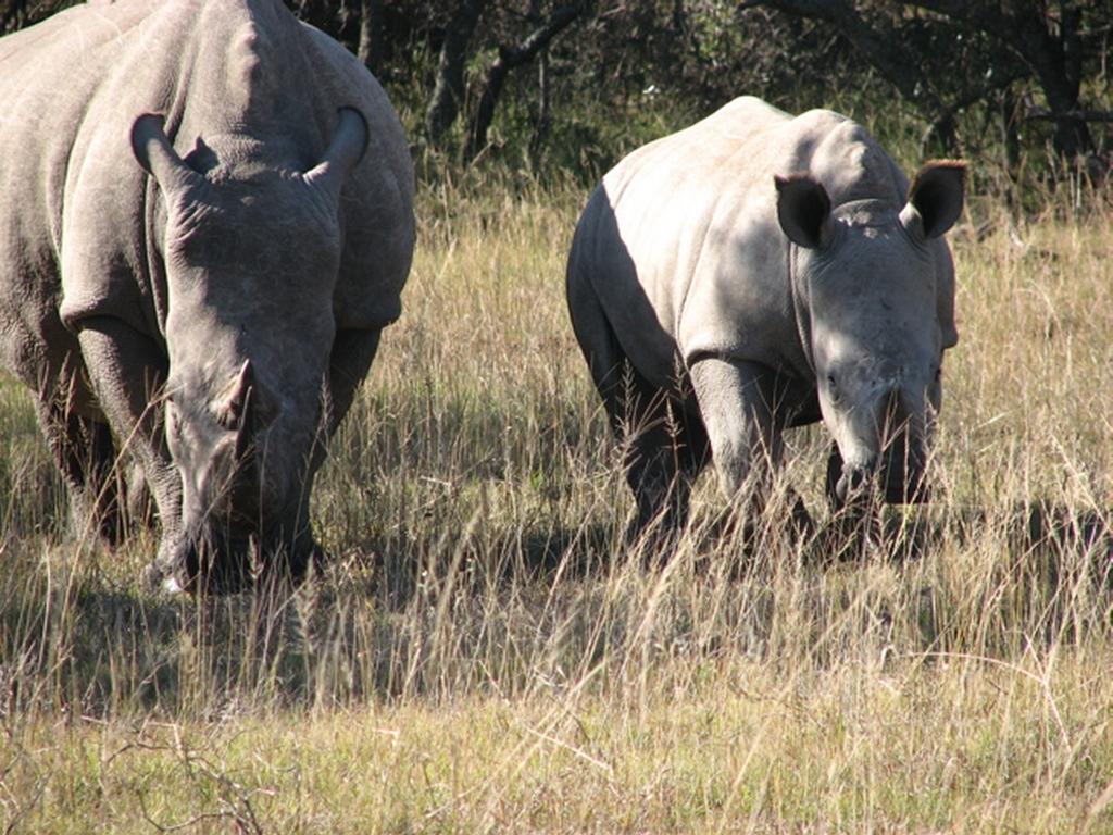 Bukela Game Lodge - Amakhala Doğa Koruma Alanı Dış mekan fotoğraf