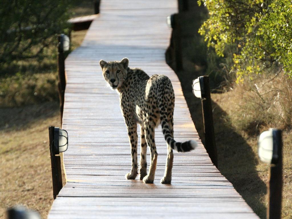 Bukela Game Lodge - Amakhala Doğa Koruma Alanı Dış mekan fotoğraf