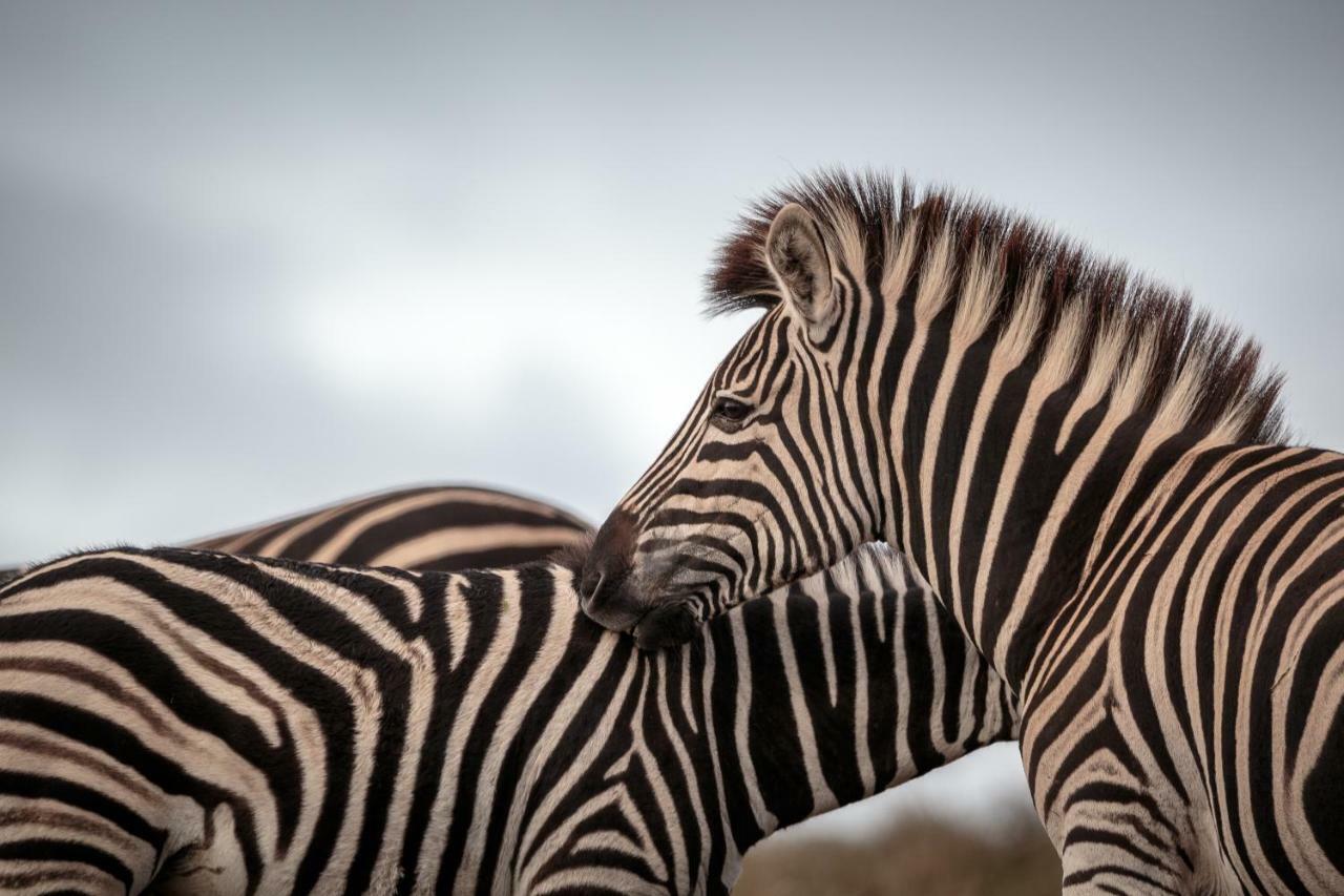 Bukela Game Lodge - Amakhala Doğa Koruma Alanı Dış mekan fotoğraf