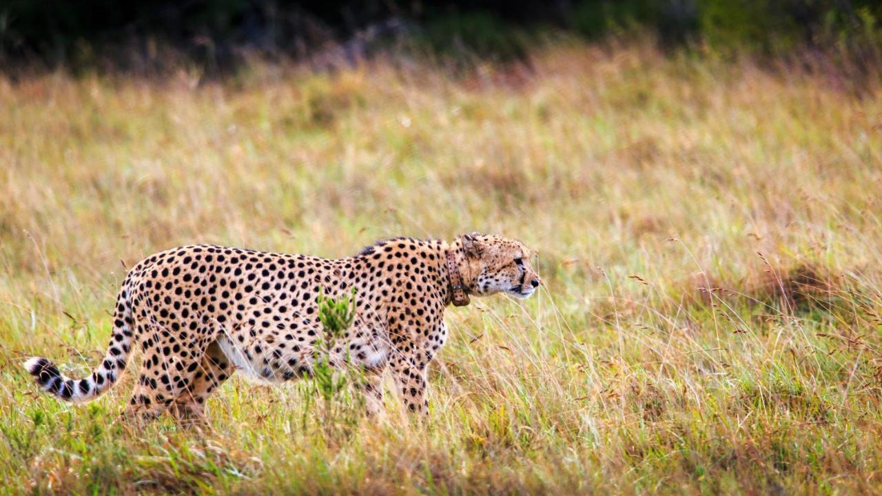 Bukela Game Lodge - Amakhala Doğa Koruma Alanı Dış mekan fotoğraf